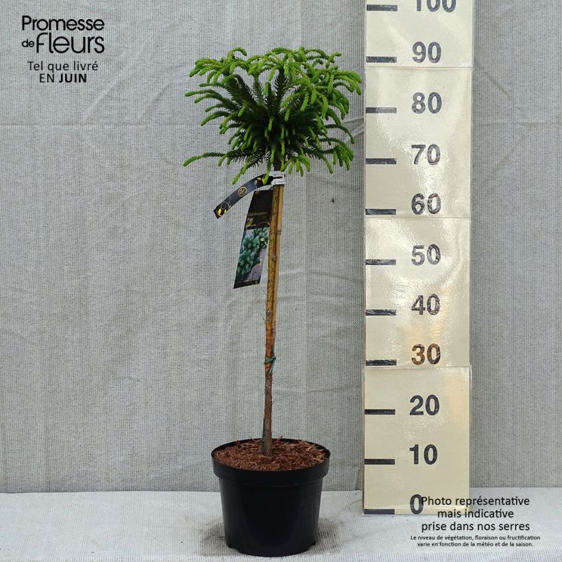 Example of Cryptomeria japonica Dinger - Cèdre du Japon Pot de 4L/5L, Tige, Tige de 60 cm as you get in printemps