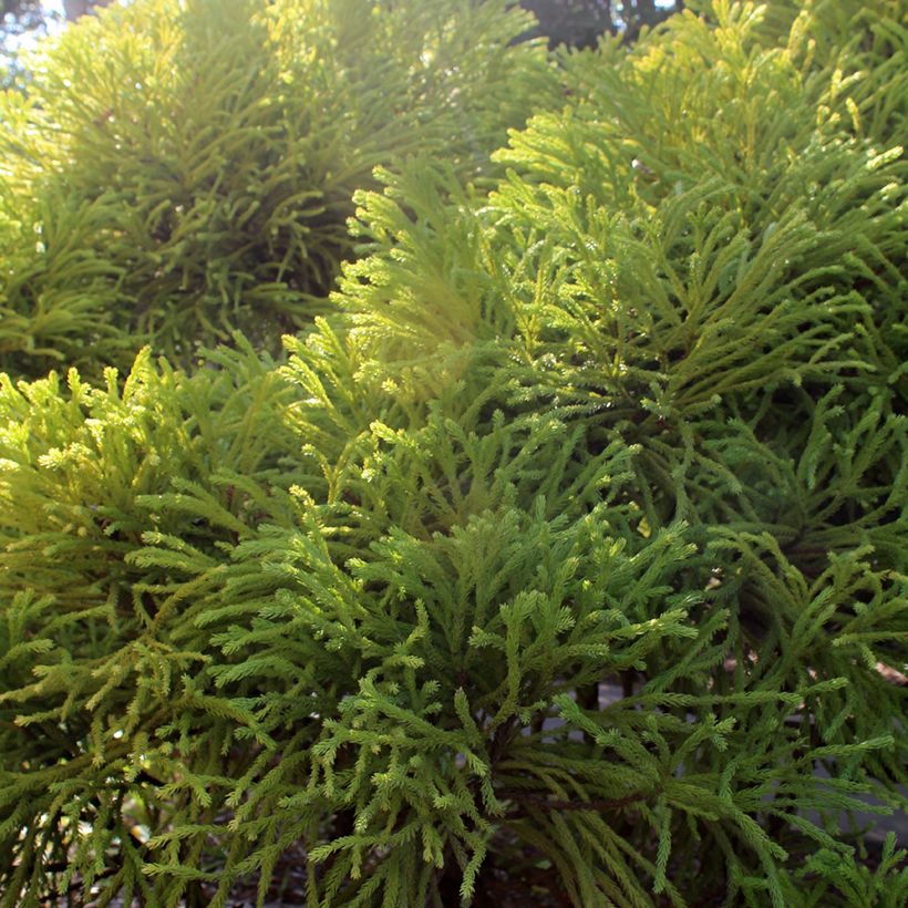 Cryptomeria japonica Globosa Nana - Cèdre du Japon  (Foliage)