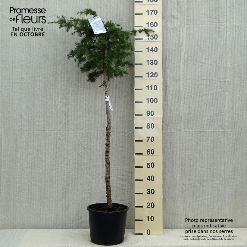 Spécimen de Cèdre du Liban - Cedrus libani Pot de 7,5L/10L, Tige, Tige de 1m tel que livré en automne