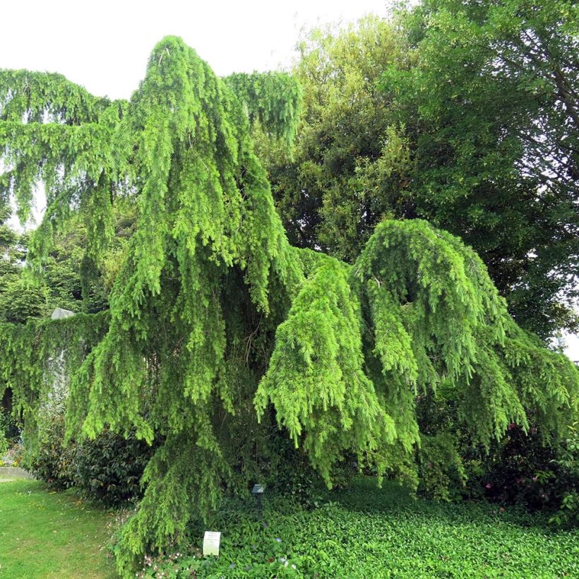 Cèdre de l'Himalaya Pendula - Cedrus deodara (Plant habit)