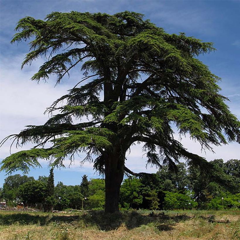 Cèdre du Liban - Cedrus libani (Plant habit)