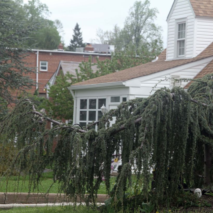 Cèdre de l'Atlas pleureur - Cedrus libani Atlantica Pendula (Plant habit)