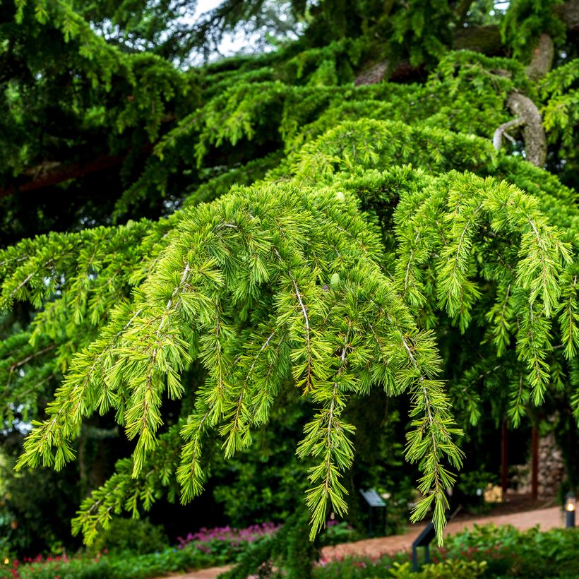 Graines de Cèdre de l'Himalaya - Cedrus deodara (Feuillage)