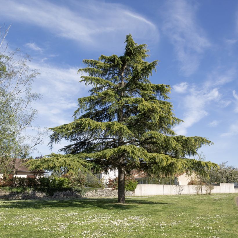 Graines de Cèdre de l'Himalaya - Cedrus deodara (Port)