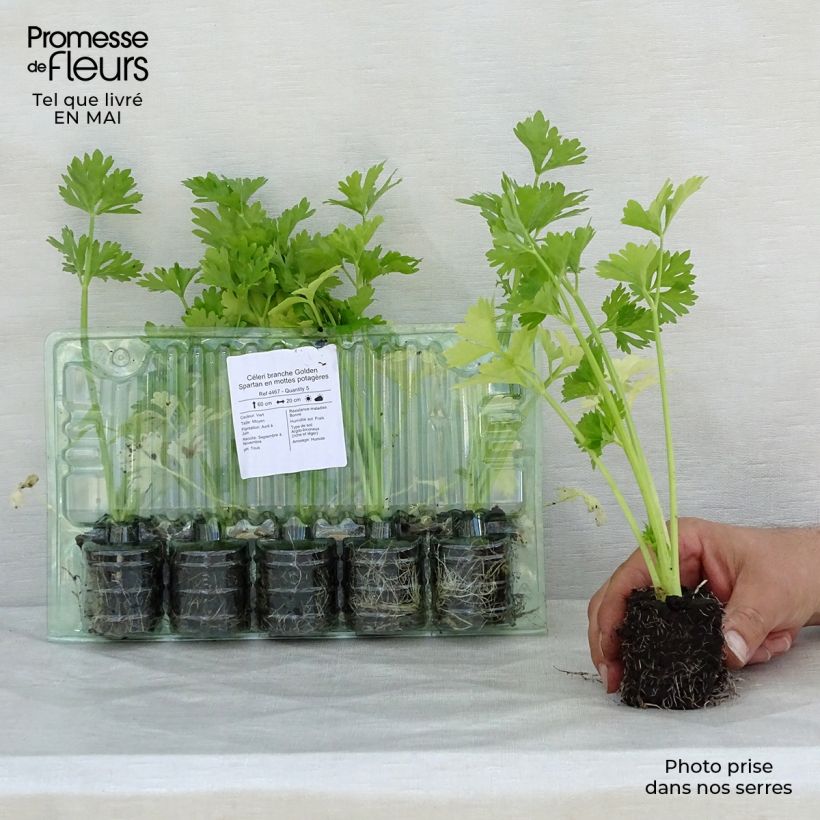 Example of Céleri branche Golden Spartan en mottes potagères Motte 4 cm x 4,5 cm as you get in printemps