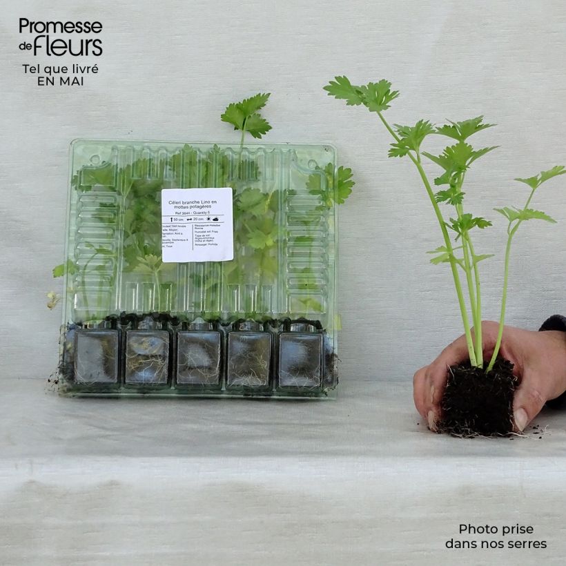 Example of Céleri branche Lino en mottes potagères Motte 4 cm x 4,5 cm as you get in printemps