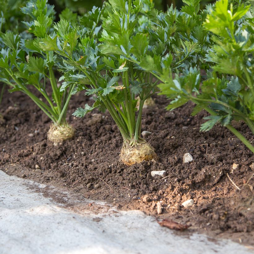 Céleri rave Monarch - Apium graveolens (Plant habit)