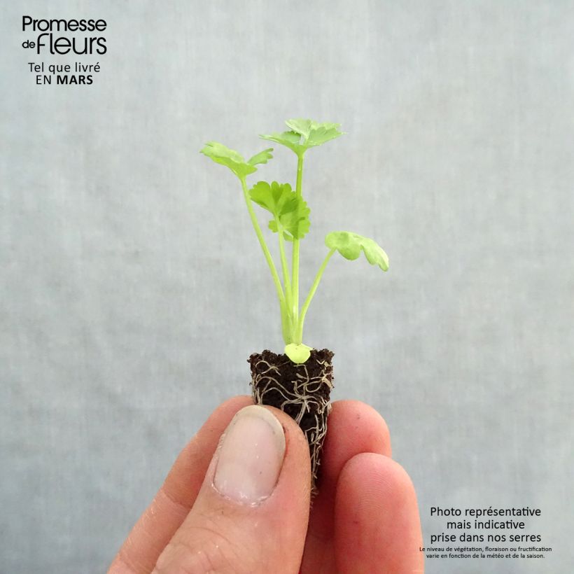 Example of Céleri rave Monarch BIO en mini-mottes Mini-motte Ø 1,5/2,5 cm as you get in printemps