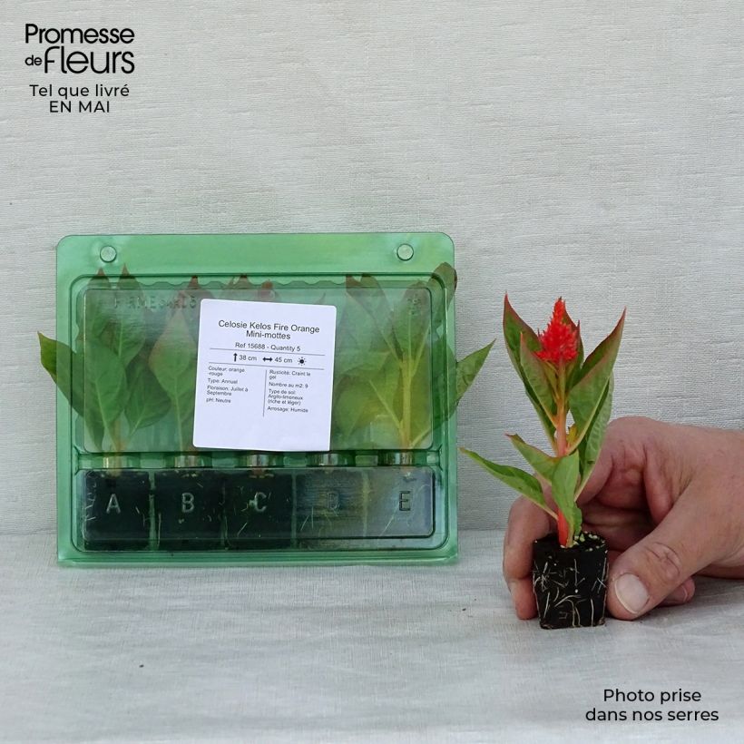 Example of Celosie Kelos Fire Orange Mini-mottes Mini-motte Ø 3/4 cm as you get in printemps