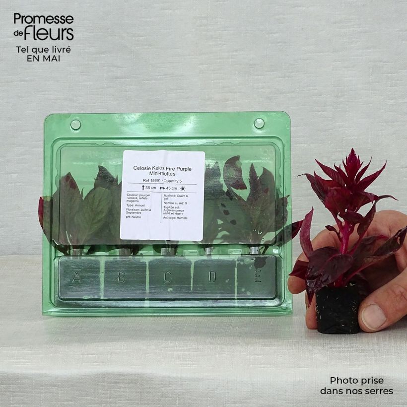 Spécimen de Celosie Kelos Fire Purple Mini-mottes Mini-motte Ø 3/4 cm tel que livré au printemps