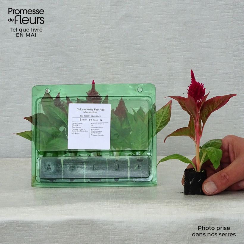 Example of Celosie Kelos Fire Red Mini-mottes Mini-motte Ø 3/4 cm as you get in printemps