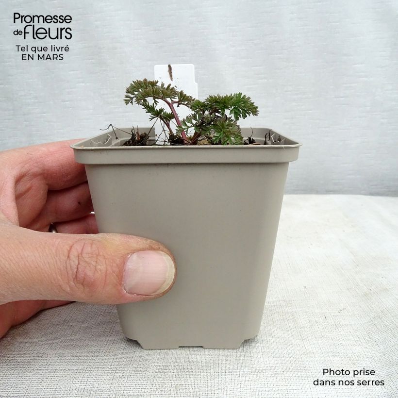 Example of Cenolophium denudatum - Persil de la Baltique Godet de 8/9 cm as you get in printemps