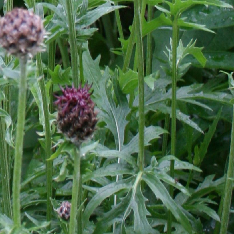 Centaurea atropurpurea - Centaurée pourpre (Foliage)