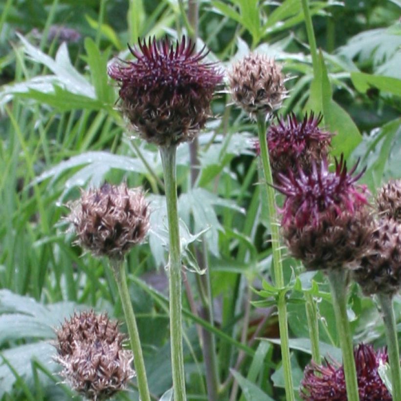 Centaurea atropurpurea - Centaurée pourpre (Flowering)
