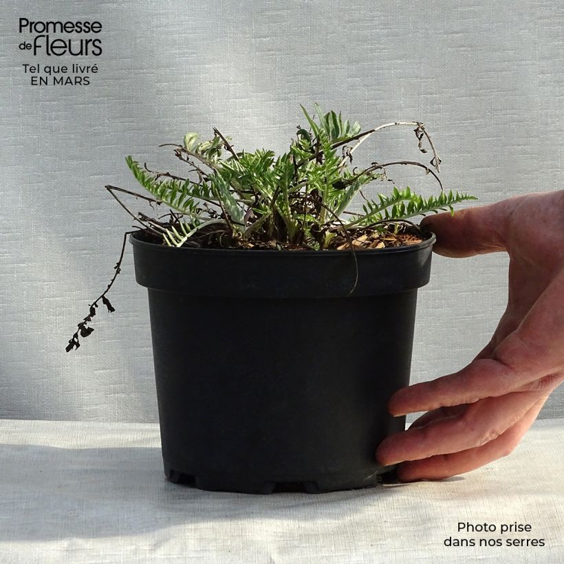 Example of Centaurea atropurpurea - Centaurée pourpre Godet de 8/9 cm as you get in printemps