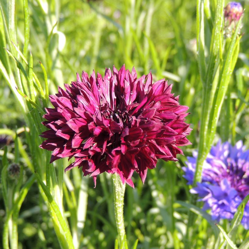 Graines de Centaurée bleuet Black Ball - Centaurea cyanus (Flowering)