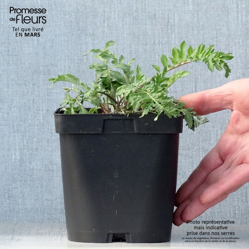 Example of Centaurea dealbata - Centaurée de Perse Pot de 2L/3L as you get in printemps