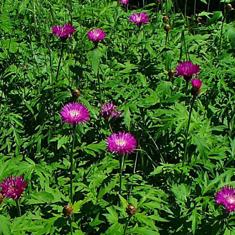 Centaurea dealbata Steenbergii - Centaurée de Perse (Flowering)
