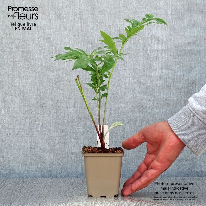 Example of Centaurea dealbata Steenbergii - Centaurée de Perse Godet de 8/9 cm as you get in printemps