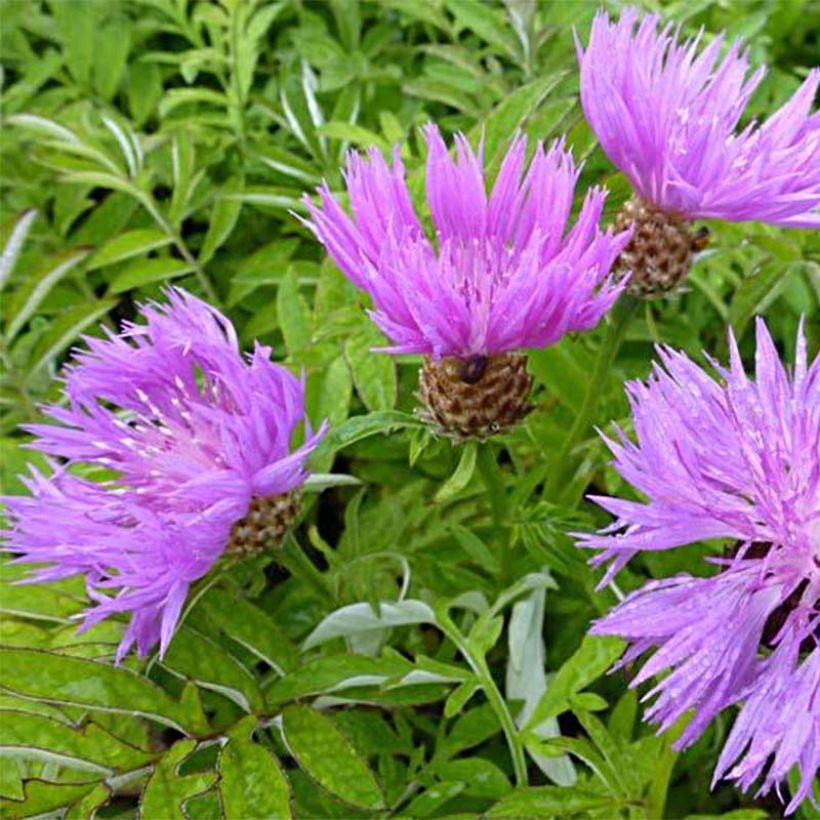 Centaurea dealbata - Centaurée de Perse (Flowering)
