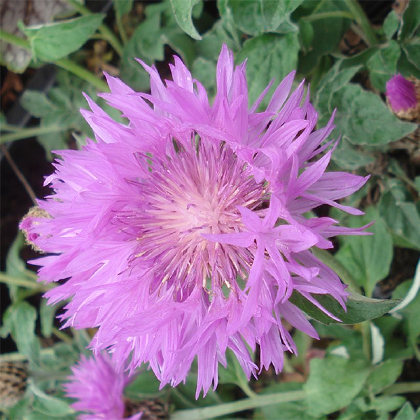 Centaurée - Centaurea hypoleuca John Coutts (Flowering)