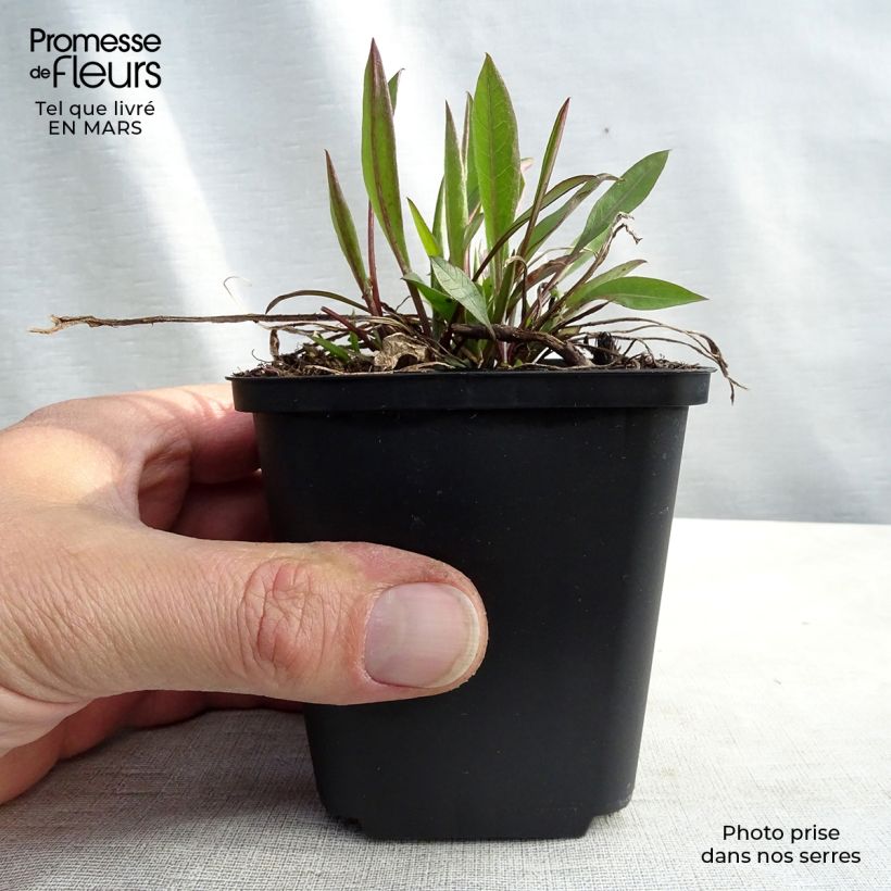 Example of Centaurea jacea - Centaurée jacée Godet de 8/9 cm as you get in printemps