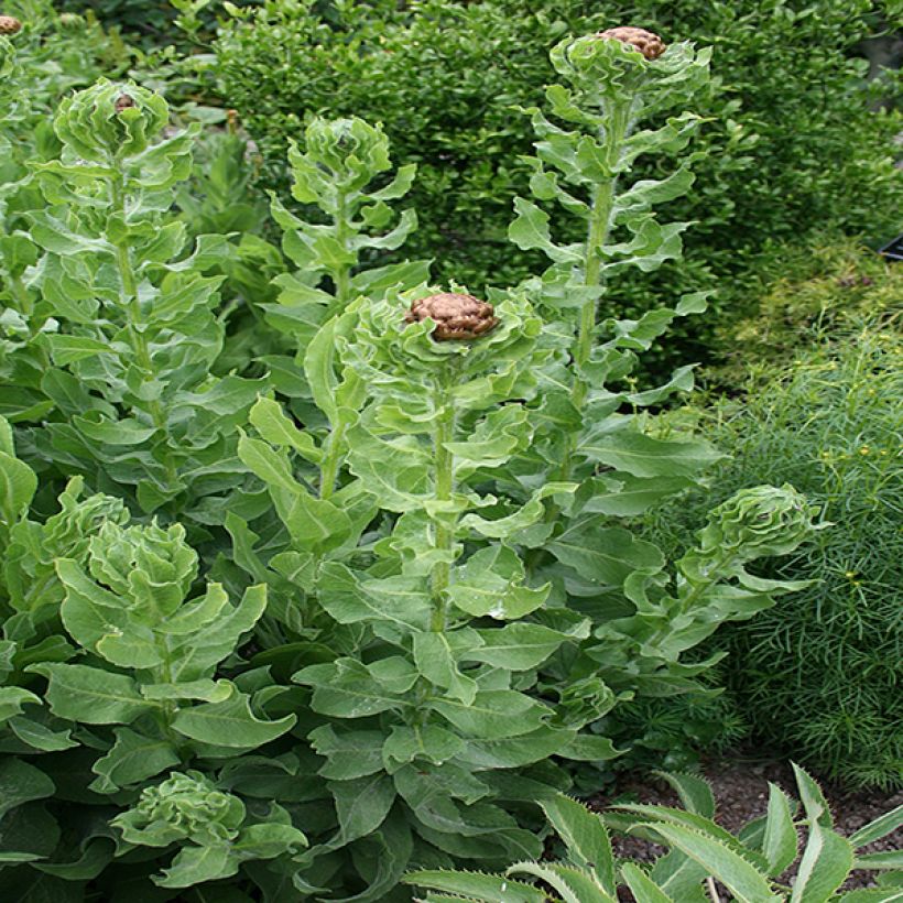 Centaurea macrocephala - Centaurée jaune (Foliage)