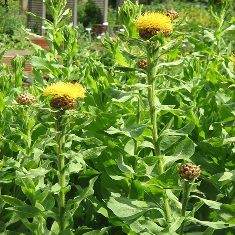 Centaurea macrocephala - Centaurée jaune (Plant habit)