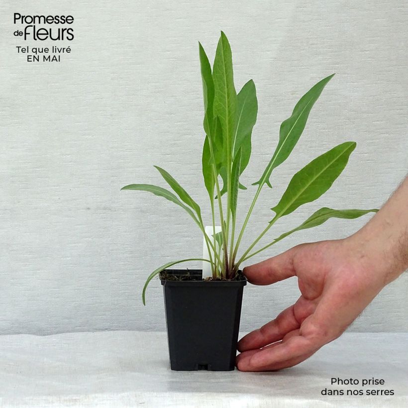 Example of Centaurea macrocephala - Centaurée jaune Godet de 8/9 cm as you get in printemps