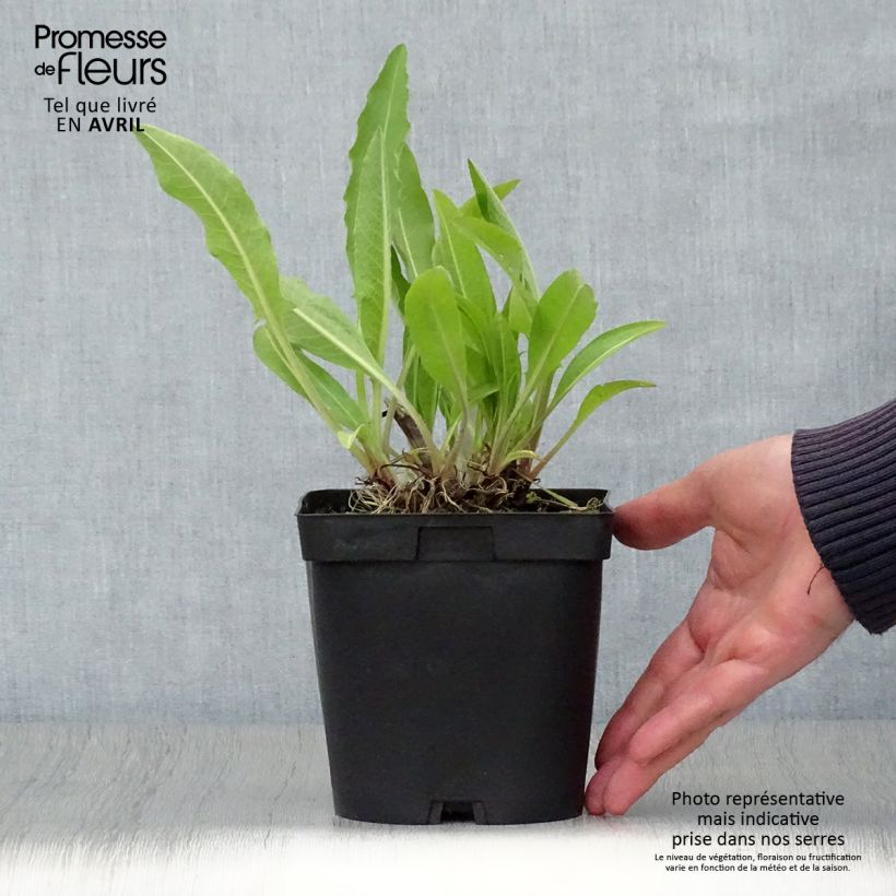 Example of Centaurea macrocephala - Centaurée jaune Pot de 2L/3L as you get in printemps