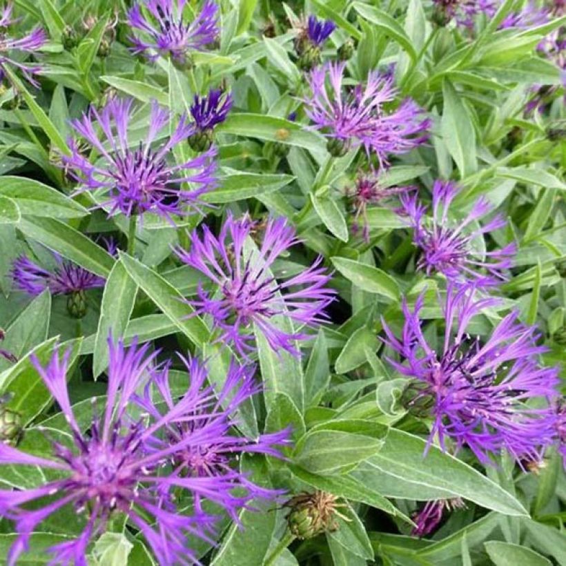 Bleuet des montagnes - Centaurea montana Violetta (Foliage)