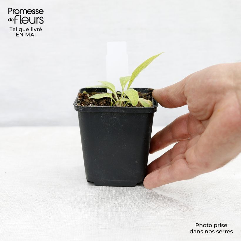 Example of Centaurée Caramia - Centaurea (x) montana Godet de 8/9 cm as you get in printemps