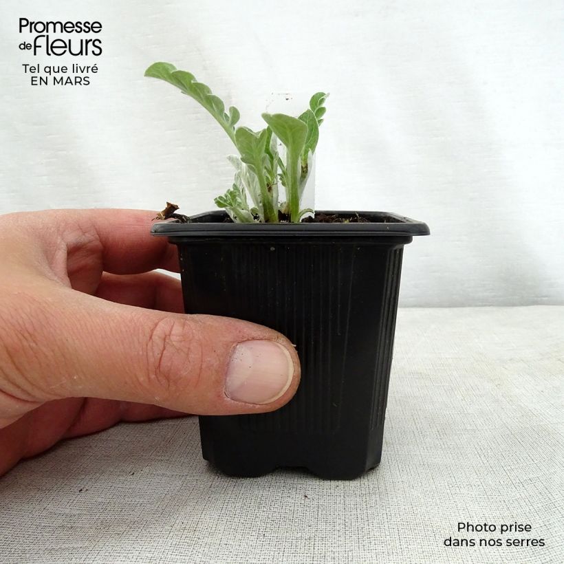 Example of Centaurée - Centaurea hypoleuca John Coutts Godet de 8/9 cm as you get in printemps