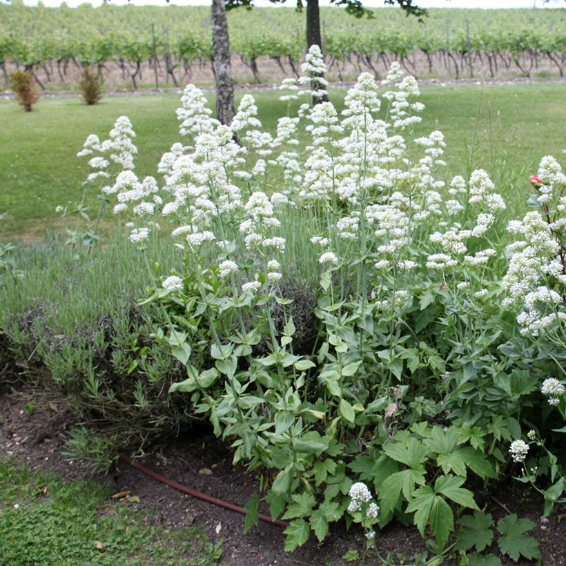 Valériane blanche, Centranthus ruber albus (Plant habit)