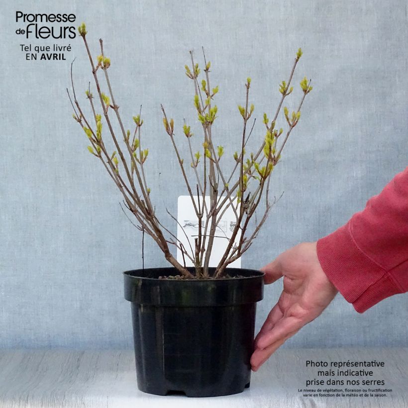 Example of Cephalanthus occidentalis - Bois-bouton Pot de 3L/4L as you get in printemps