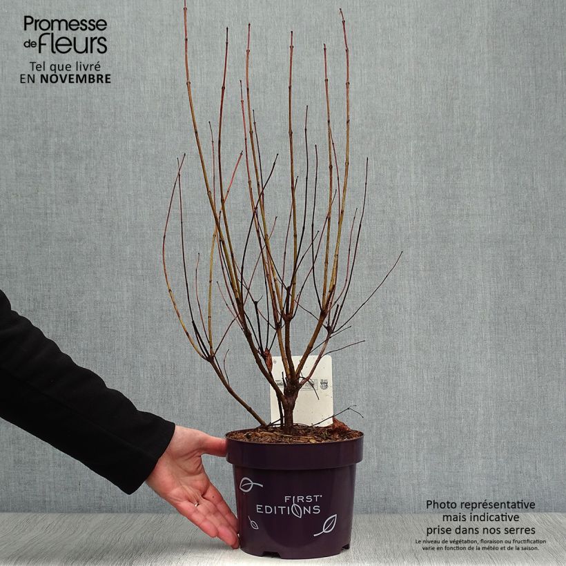 Spécimen de Cephalanthus occidentalis Fiber Optics Pot de 3L/4L tel que livré en automne