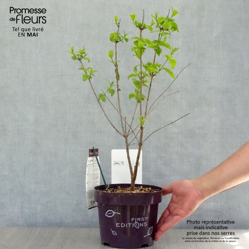 Example of Cephalanthus occidentalis Fiber Optics Pot de 3L/4L as you get in printemps