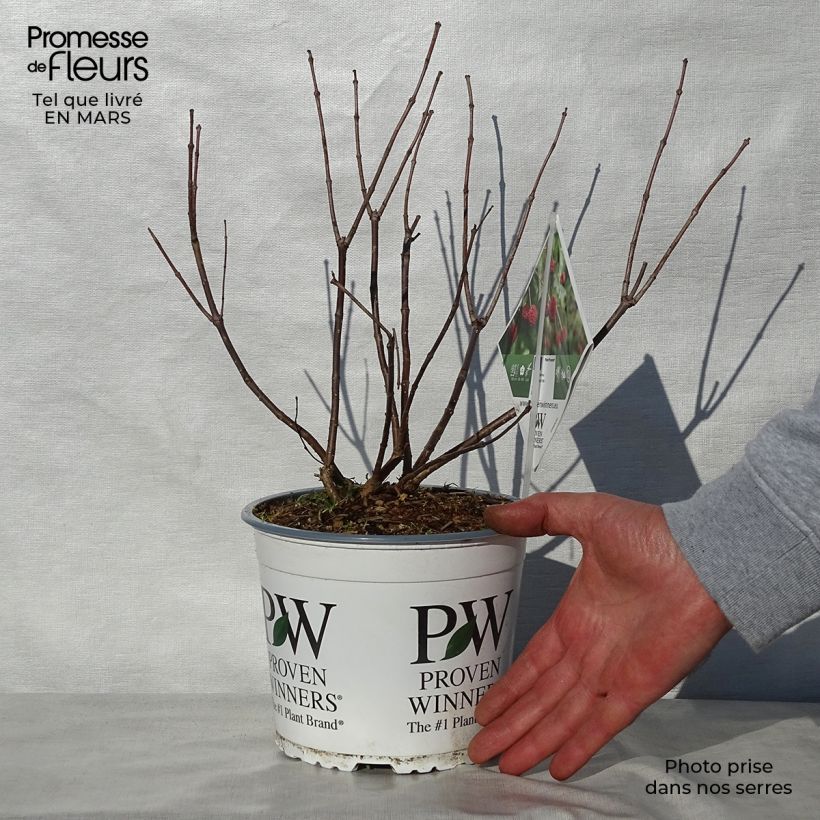 Example of Cephalanthus occidentalis Sugar Shack Pot de 2L/3L as you get in printemps