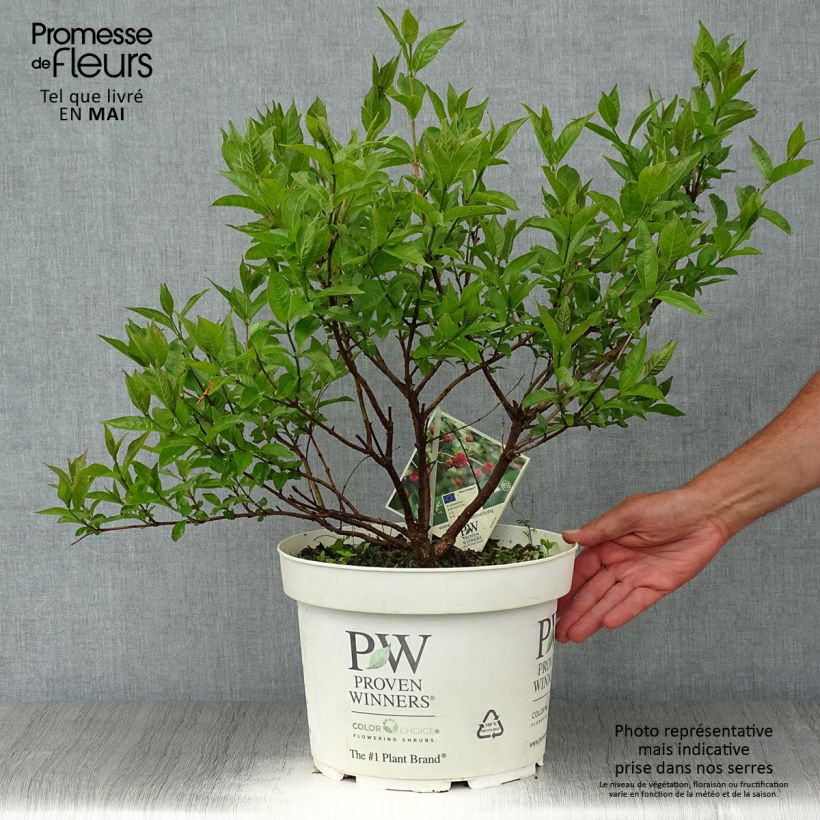Example of Cephalanthus occidentalis Sugar Shack Pot de 7,5L/10L as you get in printemps