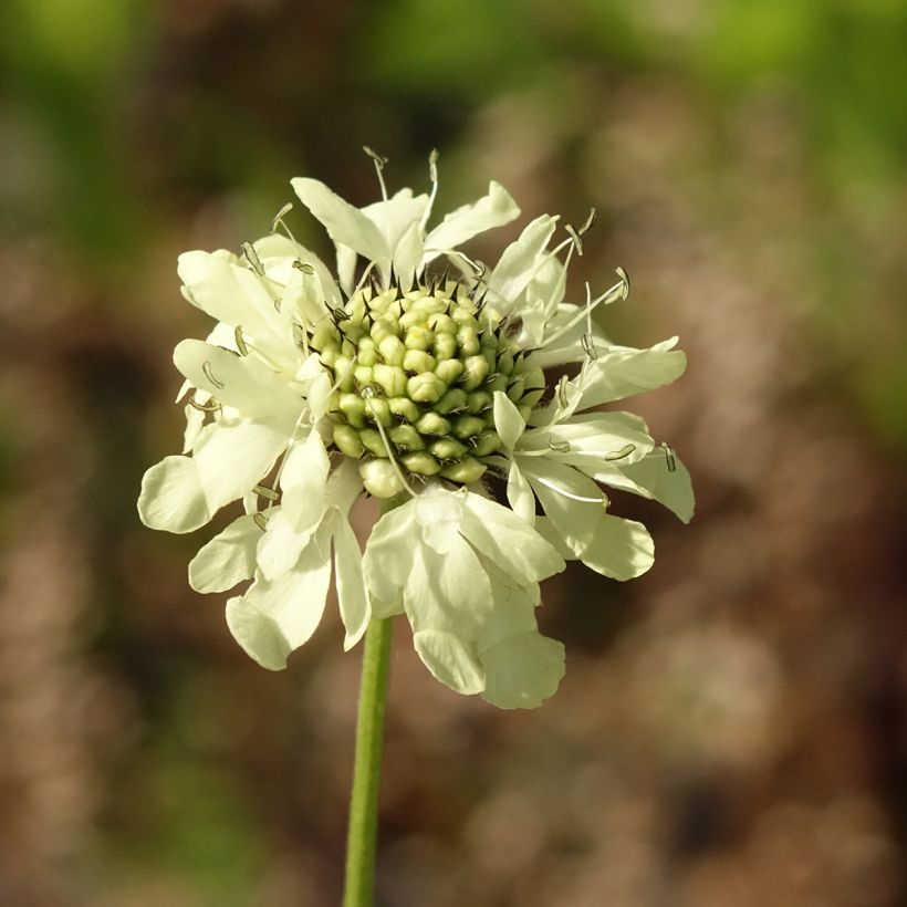 Cephalaria gigantea - Scabieuse géante (Flowering)