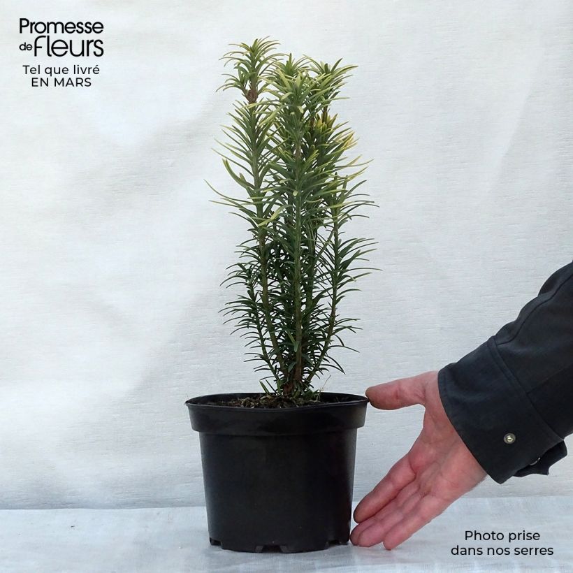 Example of Cephalotaxus harringtonia Korean Gold - Pin japonais à queue de vache        Pot de 2L/3L as you get in printemps