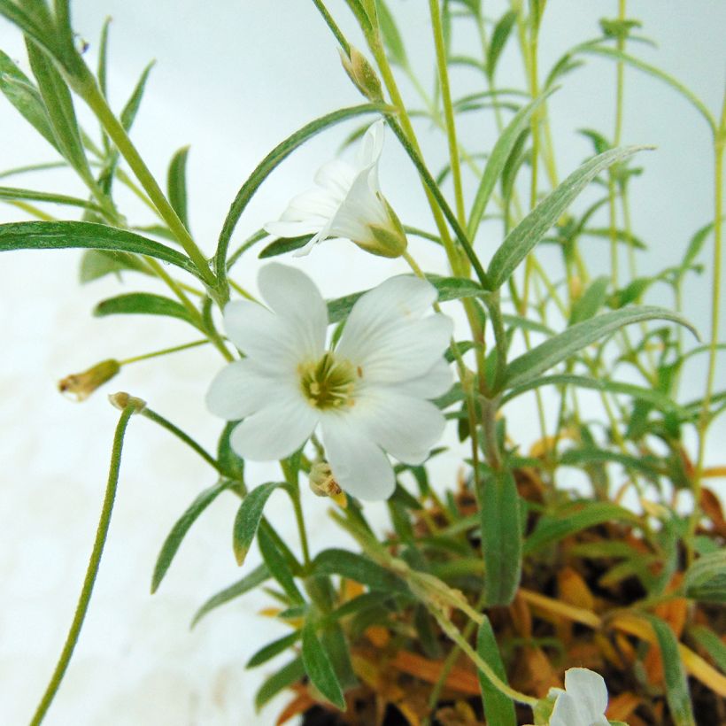 Cerastium biebersteinii - Oreille de souris  (Flowering)