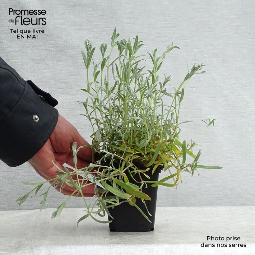 Example of Cerastium biebersteinii - Oreille de souris  Godet de 8/9 cm as you get in printemps