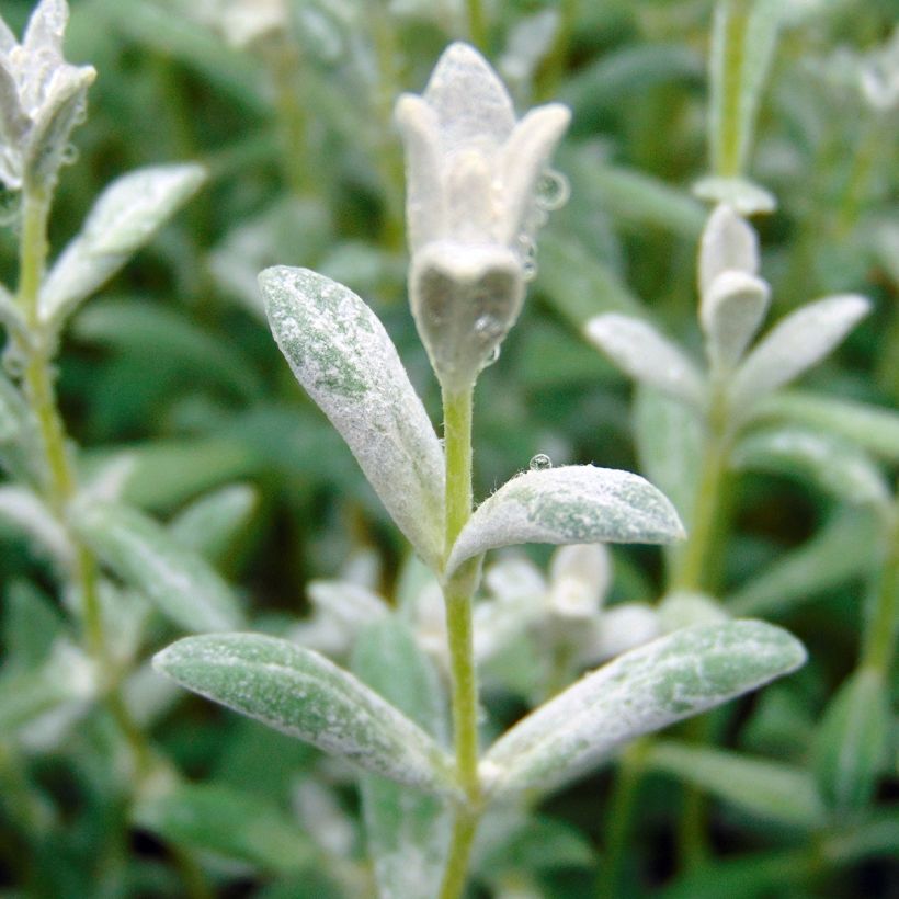 Cerastium tomentosum Yo Yo - Oreille de souris (Foliage)