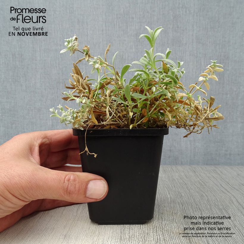 Spécimen de Cerastium tomentosum Yo Yo - Oreille de souris Godet de 8/9 cm tel que livré en automne