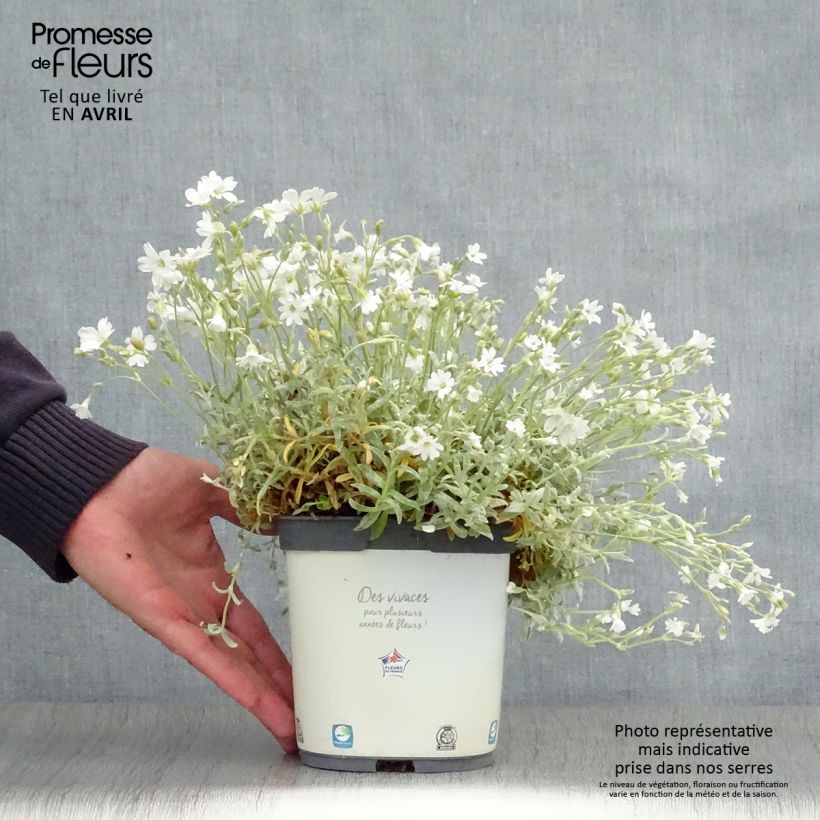 Example of Cerastium tomentosum Yo Yo - Oreille de souris Pot de 2L/3L as you get in printemps