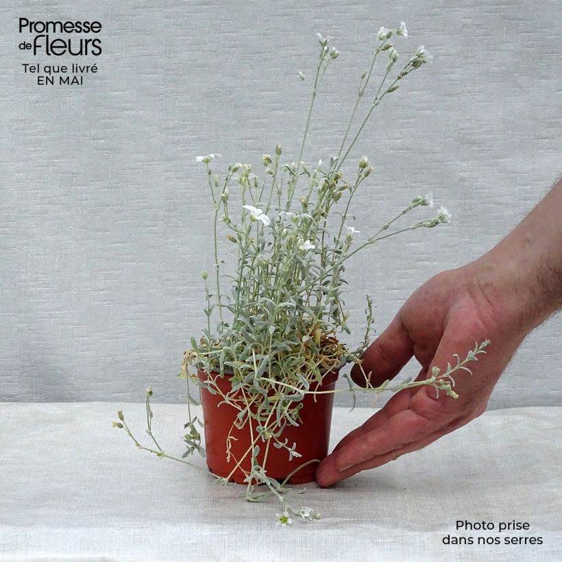 Example of Cerastium tomentosum Yo Yo - Oreille de souris Godet de 8/9 cm as you get in printemps