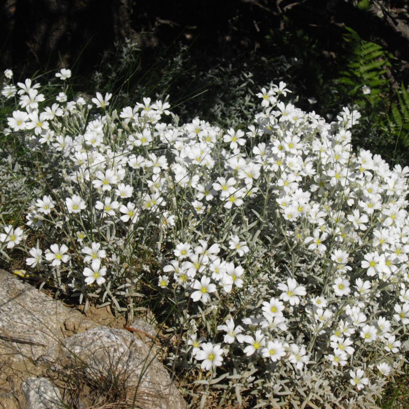 Cerastium tomentosum Yo Yo - Oreille de souris (Plant habit)
