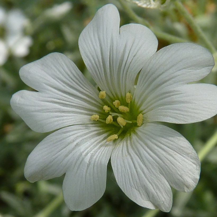 Cerastium tomentosum Yo Yo - Oreille de souris (Flowering)