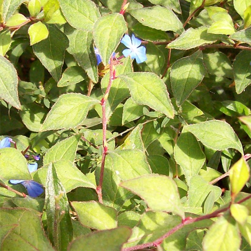 Ceratostigma griffithii, Dentelaire (Foliage)